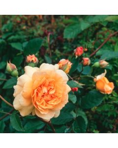 Rosa (H) 'Buff Beauty'