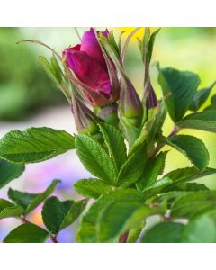Rosa (H) 'Cardinal de Richelieu'