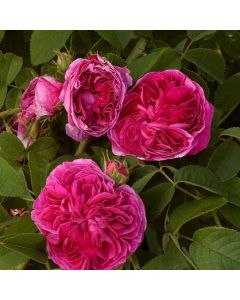 Rosa (H) 'Charles de Mills'