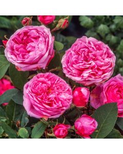 Rosa (H) 'Comte de Chambord'