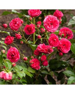 Rosa (H) 'Elmshorn'