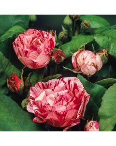 Rosa (H) 'Ferdinand Pichard'