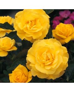 Rosa (F) Friesia