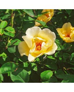 Rosa (H) 'Golden Wings'