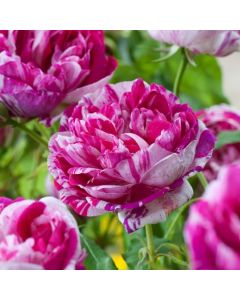 Rosa (H) 'Honorine de Brabant'