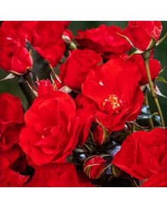 Rosa (F) La Sevillana