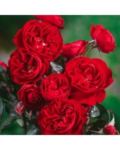 Rosa (F) Mariandel