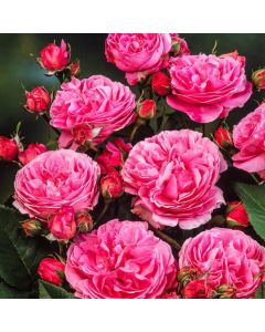 Rosa (H) 'Louise Odier'
