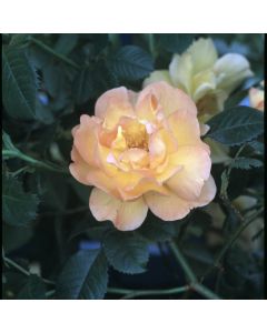 Rosa (H) 'Maigold'
