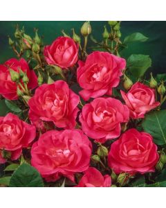 Rosa (F) 'Melrose'