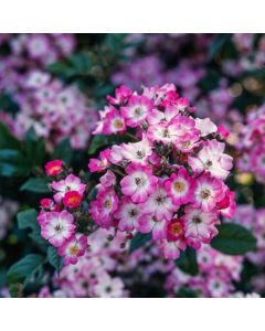 Rosa (H) 'Mozart'