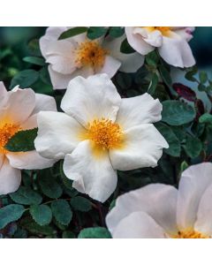 Rosa (H) 'Nevada'