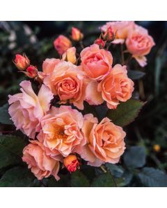 Rosa (H) 'Penelope'