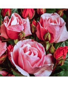 Rosa (F) 'Queen Elizabeth'