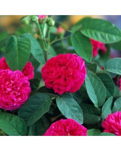 Rosa (H) 'Rose de Rescht'