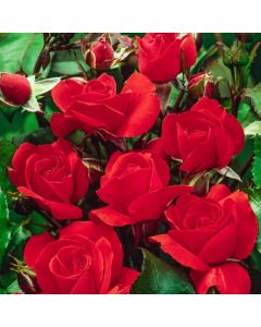 Rosa (F) 'Satchmo'