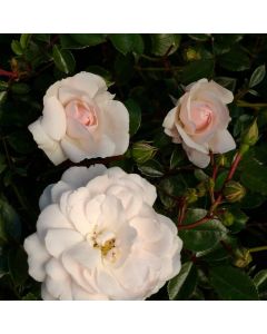 Rosa (H) 'Sea Foam'