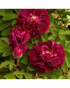 Rosa (H) 'Tuscany Superb'