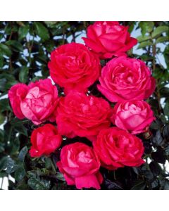 Rosa (H) 'Ulrich Brunner Fils'