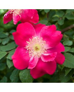 Rosa (H) 'William Lobb'