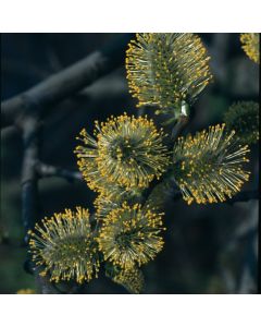 Salix aurita