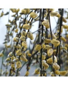 Salix caprea