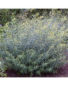 Salix purpurea 'Nana'