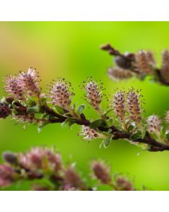 Salix repens