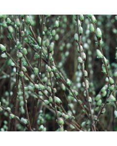 Salix repens nitida