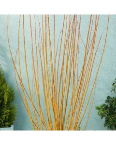 Salix viminalis