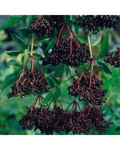 Sambucus nigra