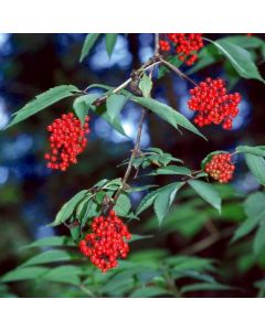 Sambucus racemosa