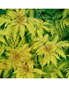Sambucus racemosa 'Plumosa Aurea'