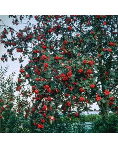 Sorbus intermedia
