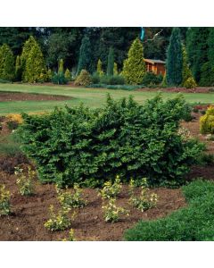 Ulmus minor 'Jacqueline Hillier'