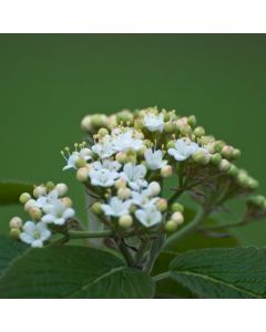 Viburnum lantana
