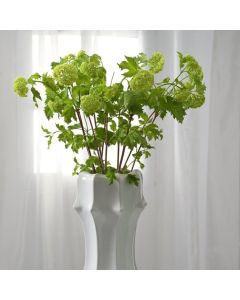 Viburnum opulus