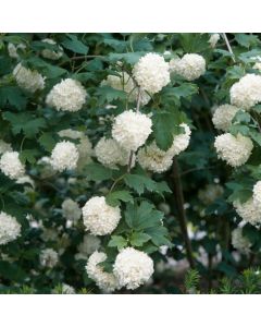 Viburnum opulus 'Roseum'