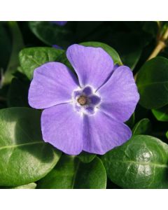 Vinca major