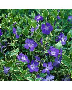 Vinca major 'Variegata'