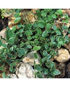 Vinca minor 'Argenteovariegata'