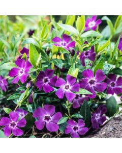 Vinca minor 'Atropurpurea'