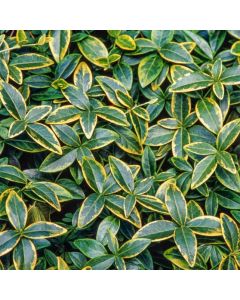 Vinca minor 'Aureovariegata'