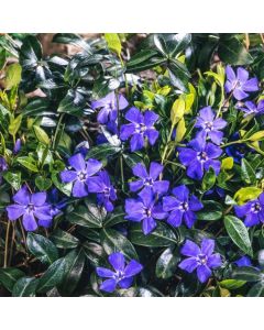 Vinca minor