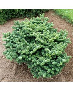 Abies balsamea 'Nana'