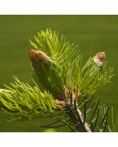 Abies concolor