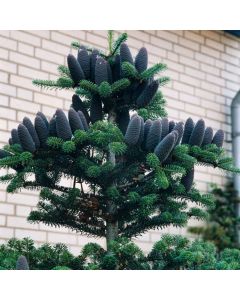 Abies koreana