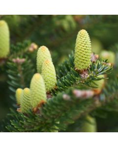 Abies koreana 'Silberlocke'