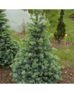 Abies lasiocarpa 'Compacta'