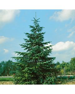 Abies nordmanniana